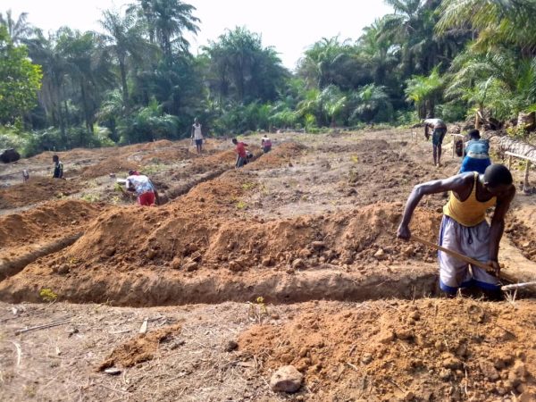 Blick auf ein Feld auf dem Arbeiter einen Graben ausheben. Die Wirtschaft in Sierra Leone ist immer noch stark landwirtschaftlich geprägt. Mehr Informationen erhältst du in diesem Beitrag!